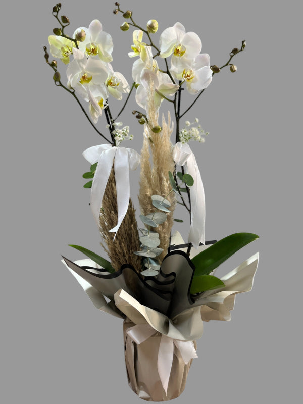 2'Lİ BEYAZ ORKİDE ÖZEL DİZAYN