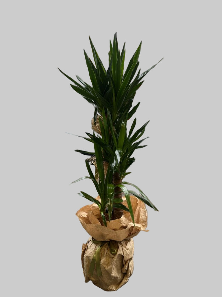 3 KÖK YUCCA BİTKİSİ