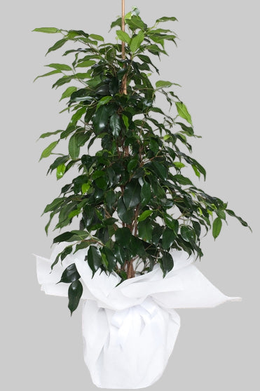 MİDİ BOY BENJAMİN