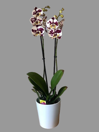 2 DALLI DALMAÇYA ORKİDE