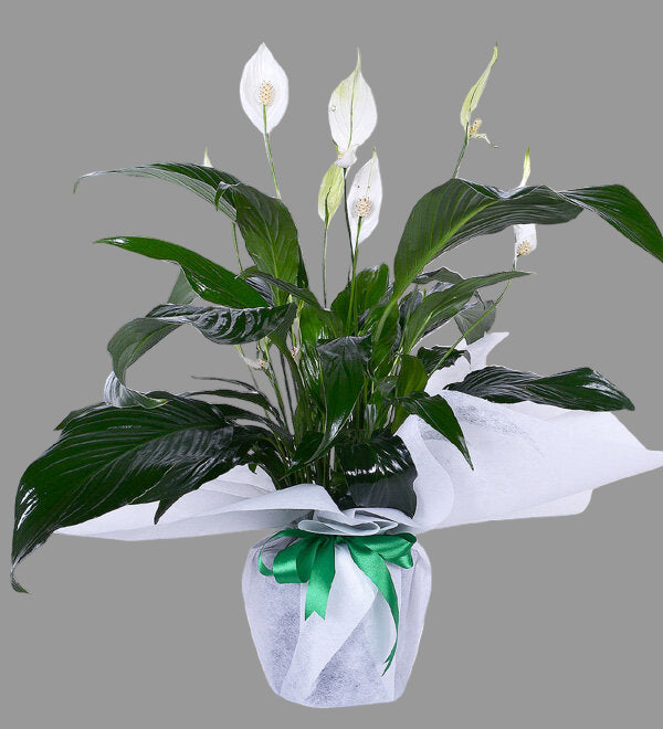 SPATHİPHYLLUM (BARIŞ ÇİÇEĞİ)