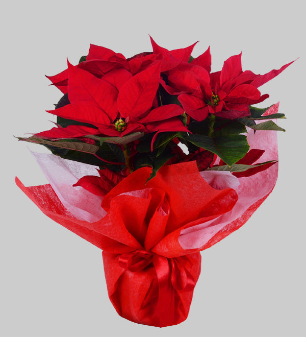 PONSETYA (ATATÜRK) ÇİÇEĞİ