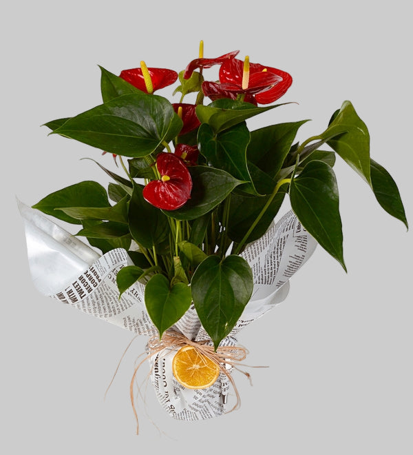 KIRMIZI ANTHORİUM (FLAMİNGO) BİTKİSİ