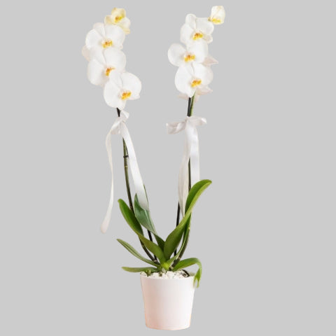 2 DALLI BEYAZ ORKİDE