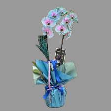 PEMBE MAVİ ELİTE ORKİDE