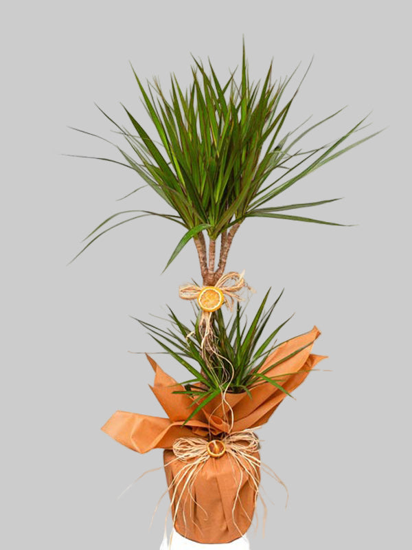 2'Lİ MARGİNATA BİTKİSİ