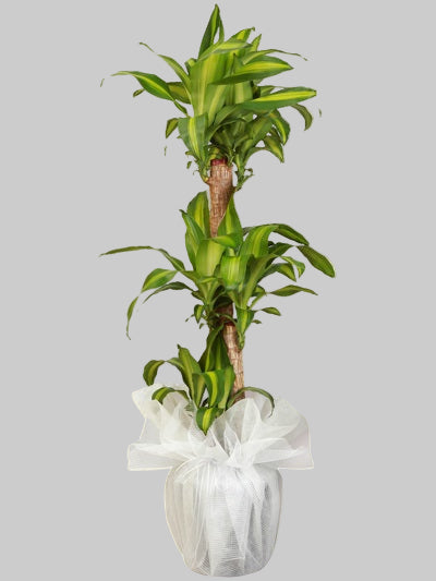 3 KÖK MASSENGENA BİTKİSİ