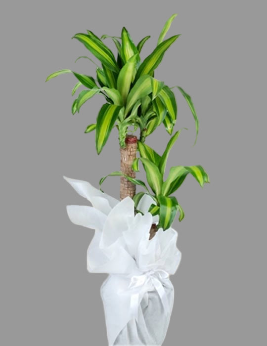 2!Lİ MASSENGENA BİTKİSİ