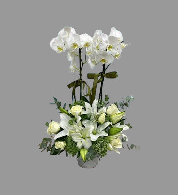 BEYAZ ORKİDE ARANJMAN