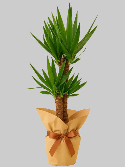 2 'Lİ YUCCA BİTKİSİ